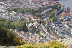 A corvid playing on the edge of a cliff in Bergen, Norway.